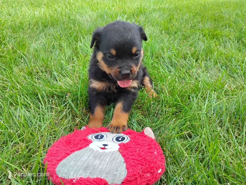 Ninja  – Rottweiler puppy for sale in Spencerville, IN