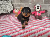 Choppy , a male Rottweiler for sale in Spencerville, IN – 4 of 6