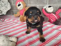 River , a male Rottweiler for sale in Spencerville, IN – 4 of 8