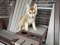Nash , a male Siberian Husky for sale in Spencerville, IN – 2 of 8