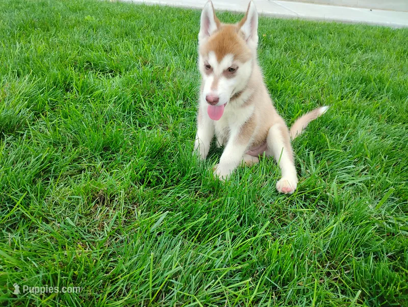 Remy  – Siberian Husky puppy for sale in Spencerville, IN