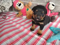 Ninja , a male Rottweiler for sale in Spencerville, IN – 2 of 6
