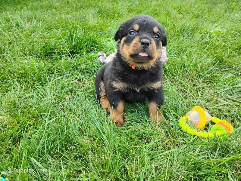Choppy  – Rottweiler puppy for sale in Spencerville, IN