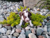 Owen , a male Australian Cattle Dog and German Shorthaired Pointer for sale in Spencerville, IN – 9 of 10