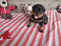 Autumn , a female Rottweiler for sale in Spencerville, IN – 5 of 8