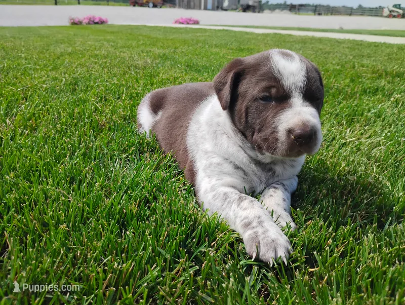 Oakly  – Australian Cattle Dog, German Shorthaired Pointer puppy for sale in Spencerville, IN