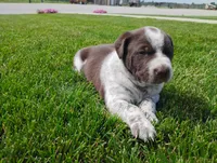 Oakly , a female Australian Cattle Dog and German Shorthaired Pointer for sale in Spencerville, IN – 8 of 10