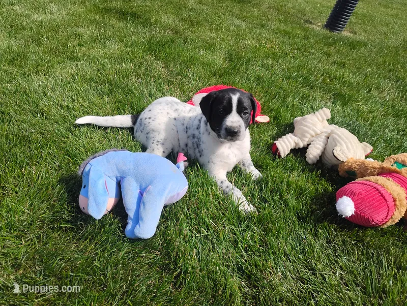 Omery  – Australian Cattle Dog, German Shorthaired Pointer puppy for sale in Spencerville, IN