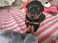 Bubby, a male Rottweiler for sale in Spencerville, IN – 3 of 7