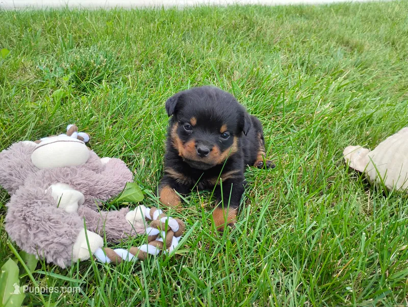 Willow  – Rottweiler puppy for sale in Spencerville, IN