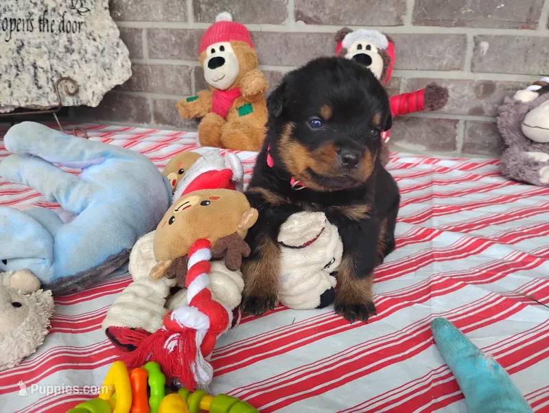 Willow  – Rottweiler puppy for sale in Spencerville, IN