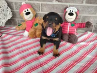 Bubby, a male Rottweiler for sale in Spencerville, IN – 2 of 7