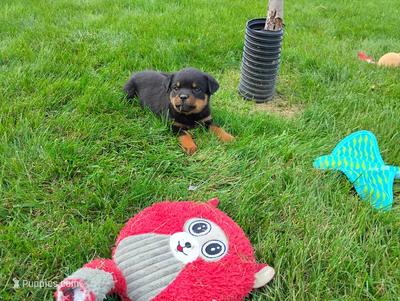 Willow  – Rottweiler puppy for sale in Spencerville, IN