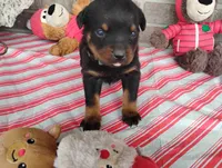 Tabby , a male Rottweiler for sale in Spencerville, IN – 3 of 6