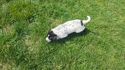 Omery , a male Australian Cattle Dog and German Shorthaired Pointer for sale in Spencerville, IN – 10 of 10