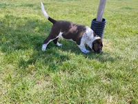 Oakly , a female Australian Cattle Dog and German Shorthaired Pointer for sale in Spencerville, IN – 3 of 10