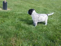 Omery , a male Australian Cattle Dog and German Shorthaired Pointer for sale in Spencerville, IN – 5 of 10