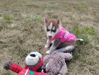 Regi, a male Siberian Husky for sale in Spencerville, IN – 3 of 9
