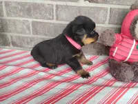Willow , a female Rottweiler for sale in Spencerville, IN – 4 of 6