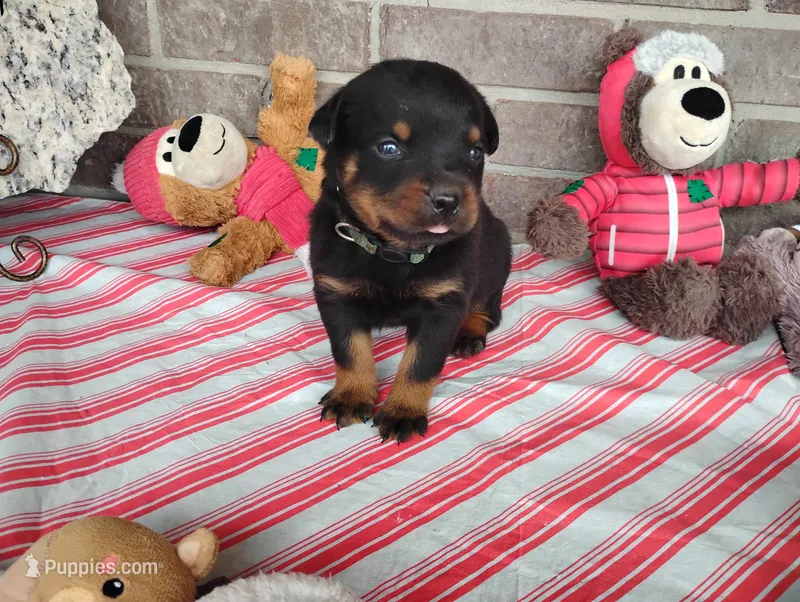 Tabby  – Rottweiler puppy for sale in Spencerville, IN