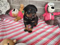 Tabby , a male Rottweiler for sale in Spencerville, IN – 1 of 6