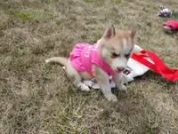 Rose , a female Siberian Husky for sale in Spencerville, IN – 9 of 10