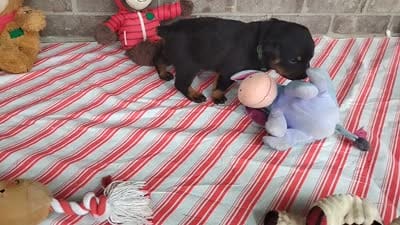 Tabby , a male Rottweiler for sale in Spencerville, IN – 6 of 6