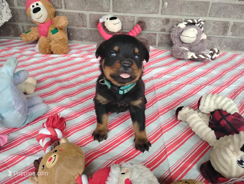 River  – Rottweiler puppy for sale in Spencerville, IN
