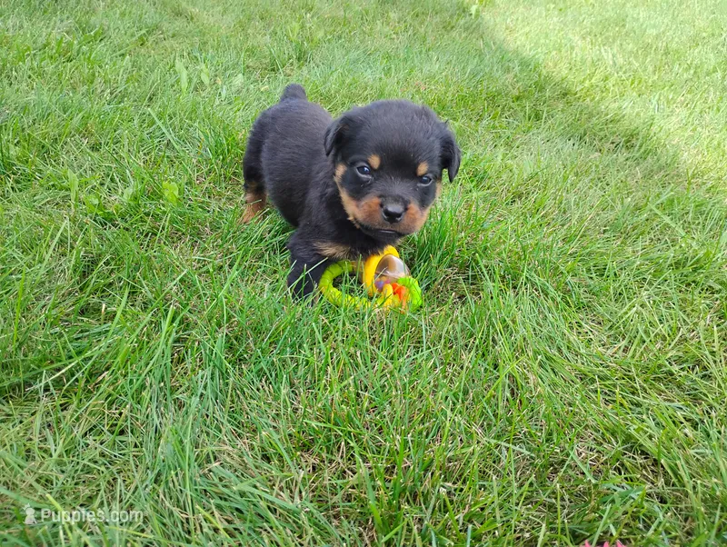 River  – Rottweiler puppy for sale in Spencerville, IN