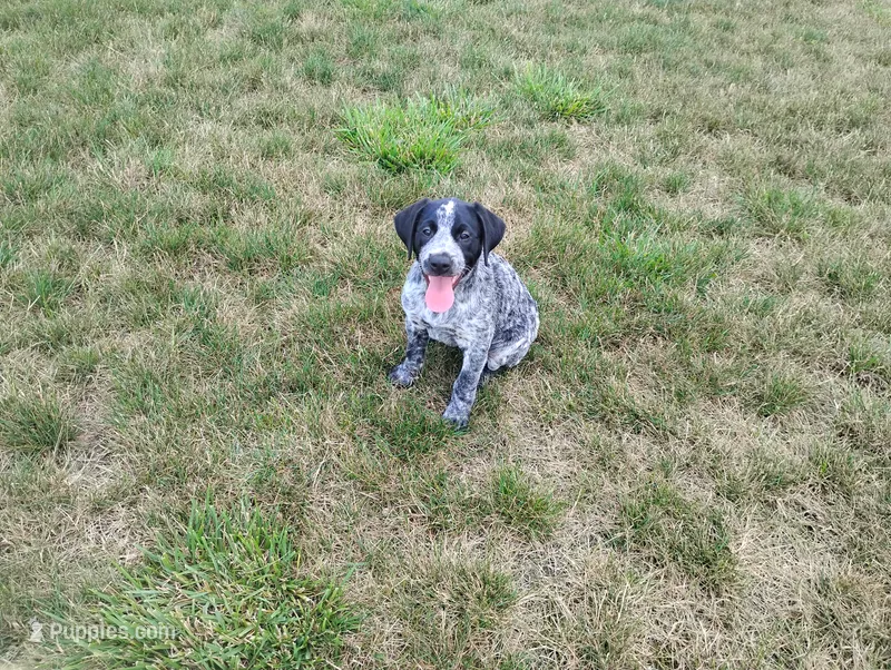 Olivia  – Australian Cattle Dog, German Shorthaired Pointer puppy for sale in Spencerville, IN