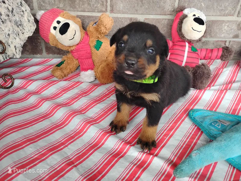 Ninja  – Rottweiler puppy for sale in Spencerville, IN