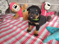 Ninja , a male Rottweiler for sale in Spencerville, IN – 1 of 6