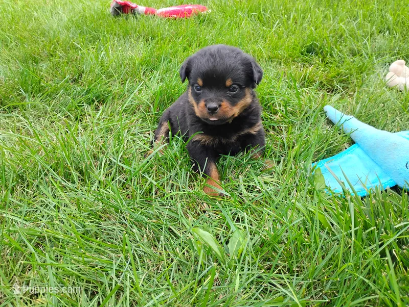 Willow  – Rottweiler puppy for sale in Spencerville, IN