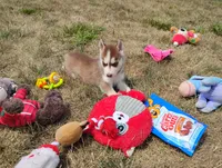 Regi, a male Siberian Husky for sale in Spencerville, IN – 6 of 9