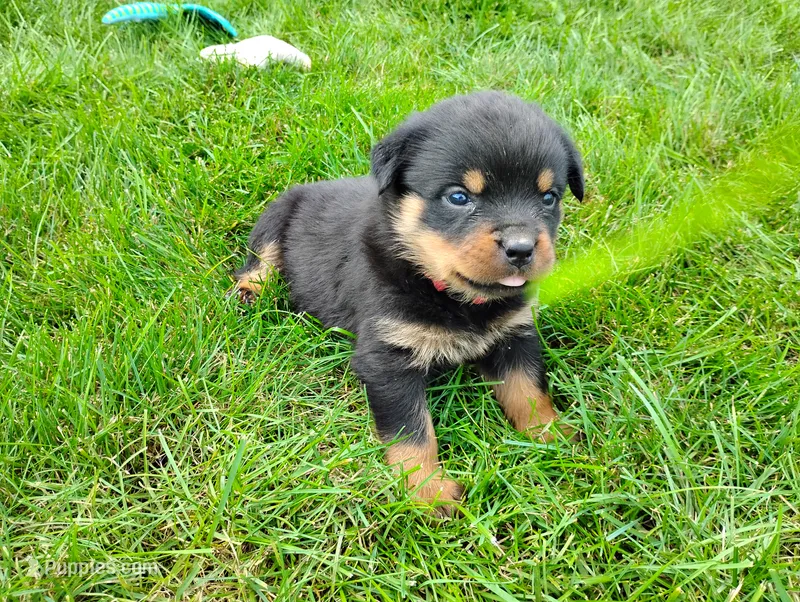 Autumn  – Rottweiler puppy for sale in Spencerville, IN