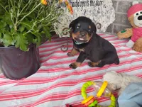 River , a male Rottweiler for sale in Spencerville, IN – 6 of 8