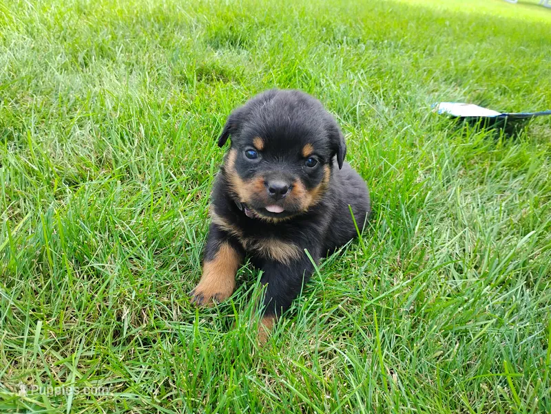 Kassy  – Rottweiler puppy for sale in Spencerville, IN