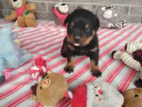 River , a male Rottweiler for sale in Spencerville, IN – 7 of 8