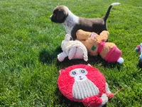 Owen , a male Australian Cattle Dog and German Shorthaired Pointer for sale in Spencerville, IN – 2 of 10