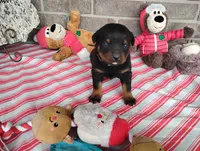 Tabby , a male Rottweiler for sale in Spencerville, IN – 4 of 6