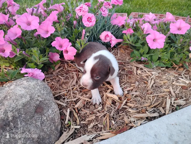 Owen  – Australian Cattle Dog, German Shorthaired Pointer puppy for sale in Spencerville, IN