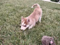 Regi, a male Siberian Husky for sale in Spencerville, IN – 8 of 9