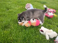 Avery , a female Siberian Husky for sale in Spencerville, IN – 4 of 6