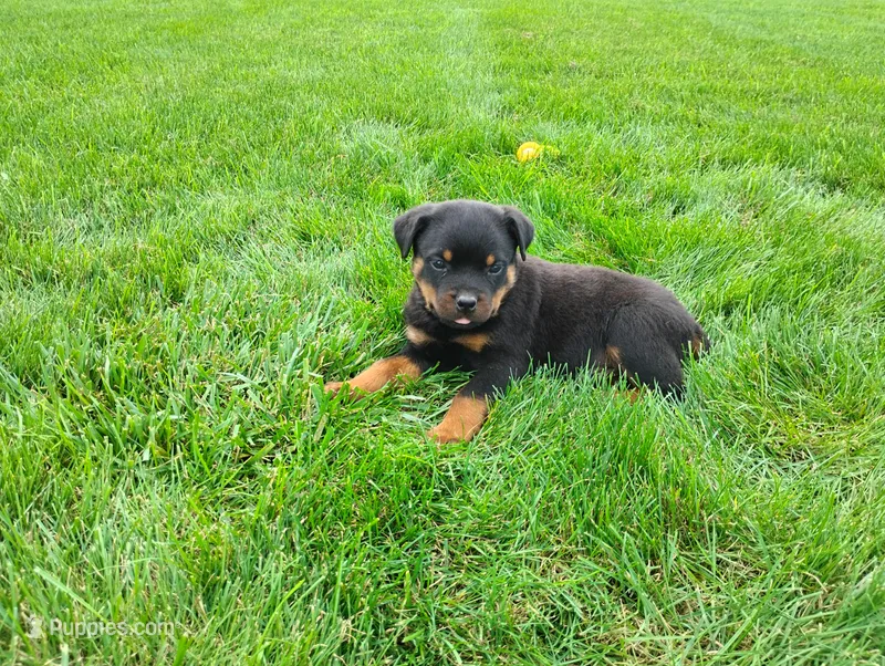 Tabby  – Rottweiler puppy for sale in Spencerville, IN