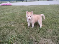 Rose , a female Siberian Husky for sale in Spencerville, IN – 2 of 10