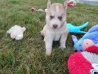 Rose , a female Siberian Husky for sale in Spencerville, IN – 1 of 10