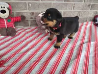 Autumn , a female Rottweiler for sale in Spencerville, IN – 4 of 8