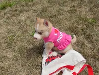 Rose , a female Siberian Husky for sale in Spencerville, IN – 3 of 10