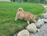 Nash , a male Siberian Husky for sale in Spencerville, IN – 6 of 8