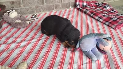 Choppy , a male Rottweiler for sale in Spencerville, IN – 6 of 6